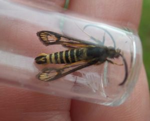 6 belted clearwing moth