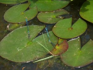 Blue damselflies