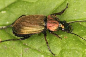 Chlaenius nigricornis by PRHarvey
