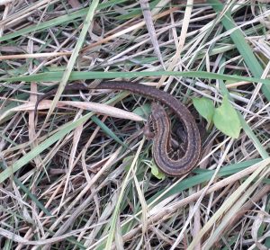 Common-lizard