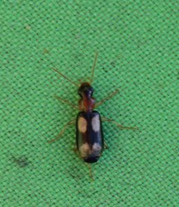 Dromius quadrimaculatus (Carabidae)
