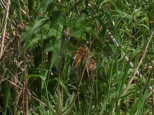 Four-spotted chaser