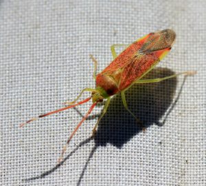 Pantilius tunicatus