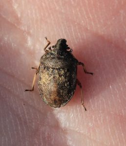 Podops inuncta