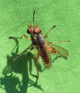 Dichetophora obliterata