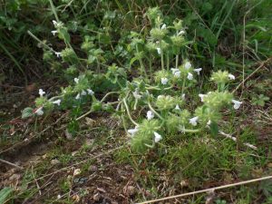 Lesser calamint