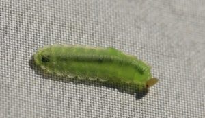 Platycampus luridiventris (sawfly caterpillar)