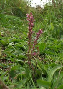 Red bartsia