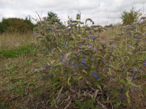 Vipers bugloss