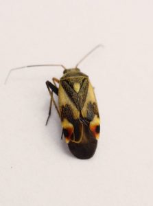 mirid bug polymerus unifasciatus by D.Blyton