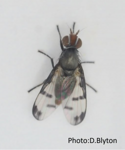 picture-winged fly Herina nigrina by D Blyton